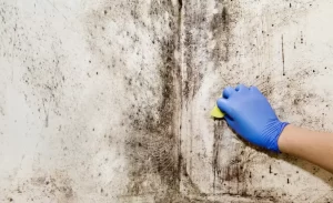 How To Remove Black Mold