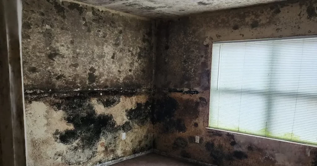 How To Remove Black Mold expert guide
