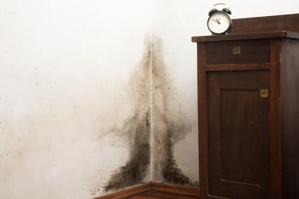 Remove Mold for Good
